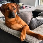 Badtrik