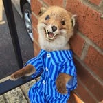 Baby Jesus Fox