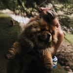 wolversonswolfpack